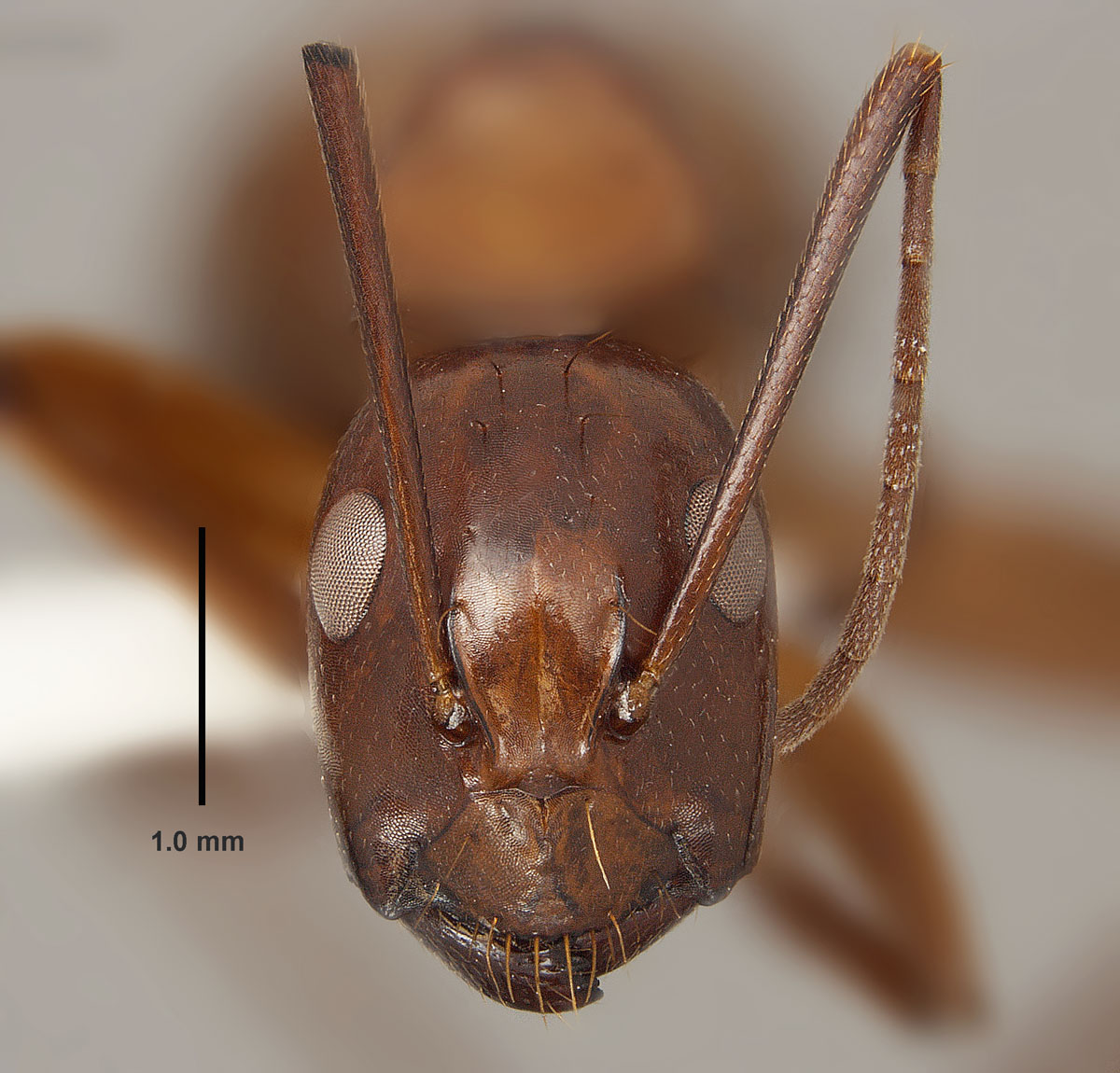 Camponotus castaneus, full face view of minor worker Camponotus castaneus, full face view of minor worker