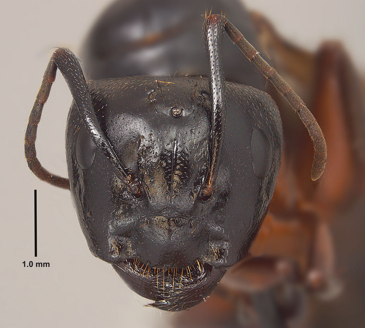 Camponotus chromaiodes, full face view of a queen (TN, Franklin Co.) (Photo by Joe Camponotus chromaiodes, full face view of a queen (TN, Franklin Co.) (Photo by Joe