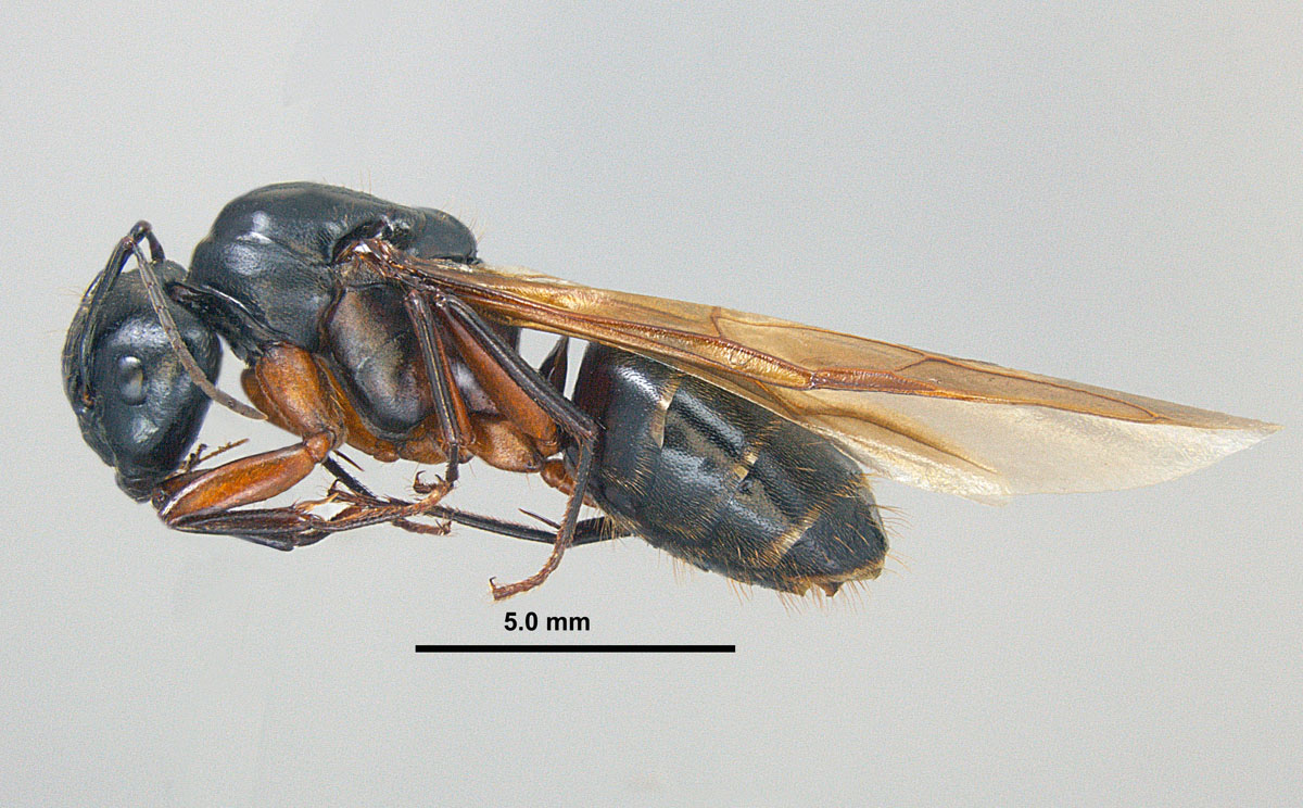 Camponotus chromaiodes, lateral view of an alate queen Camponotus chromaiodes, lateral view of an alate queen