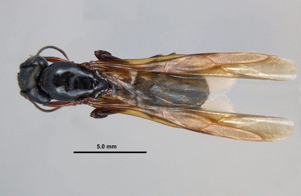 Camponotus chromaiodes, dorsal view of an alate queen Camponotus chromaiodes, dorsal view of an alate queen