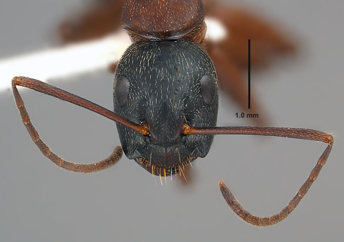 Camponotus chromaiodes, full face view of a minor worker Camponotus chromaiodes, full face view of a minor worker