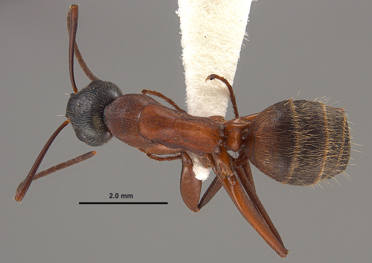 Camponotus chromaiodes, dorsal view of a minor worker (red form) Camponotus chromaiodes, dorsal view of a minor worker (red form)