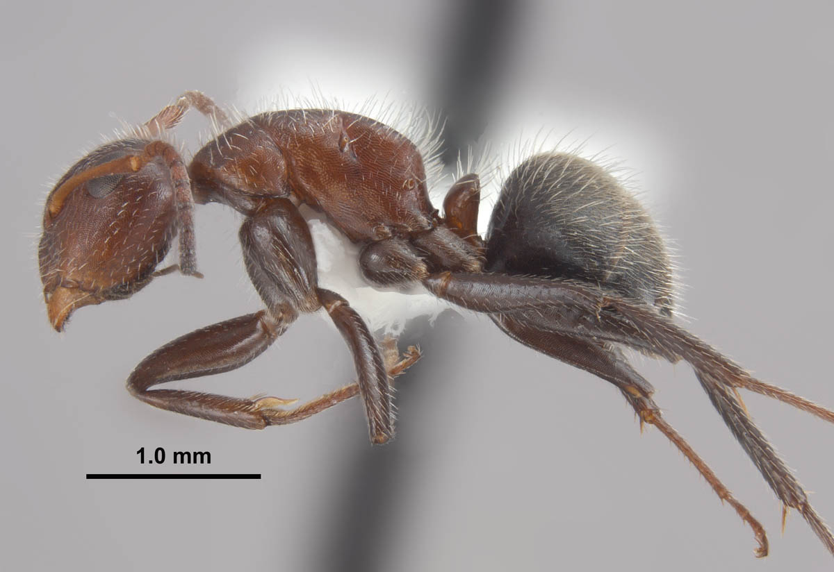 Camponotus (Myrmothrix) planatus Roger, 1863