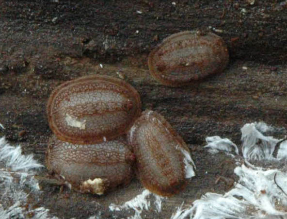 Microdon larvae