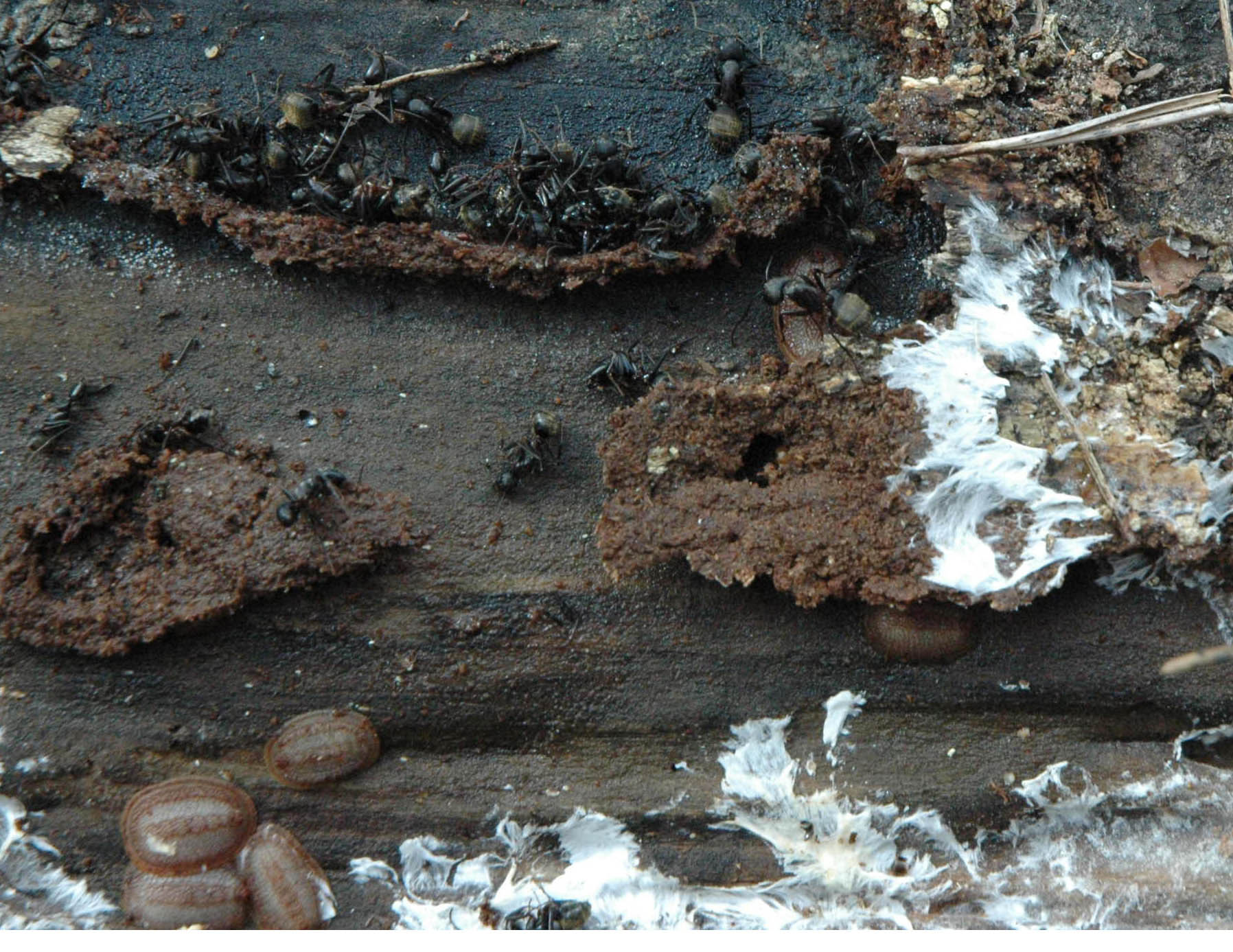 Microdon larvae and Camponotus chromaiodes
