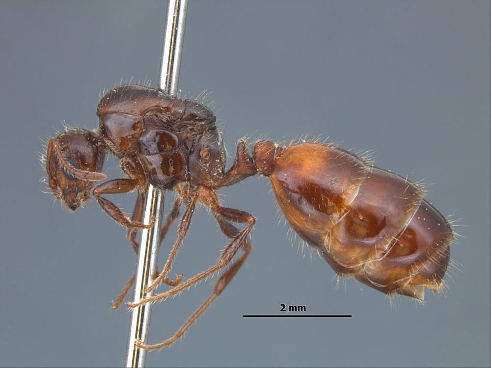 profile view of Solenpsis invicta x richteri queen