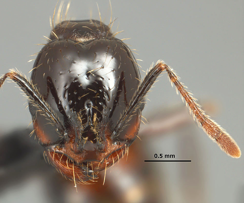 Solenopsis richteri, full face view of a major worker