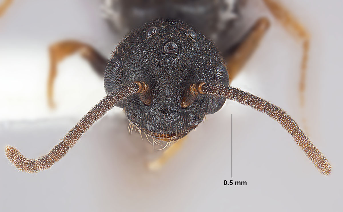 Stigmatomma pallipes male head Stigmatomma pallipes male head