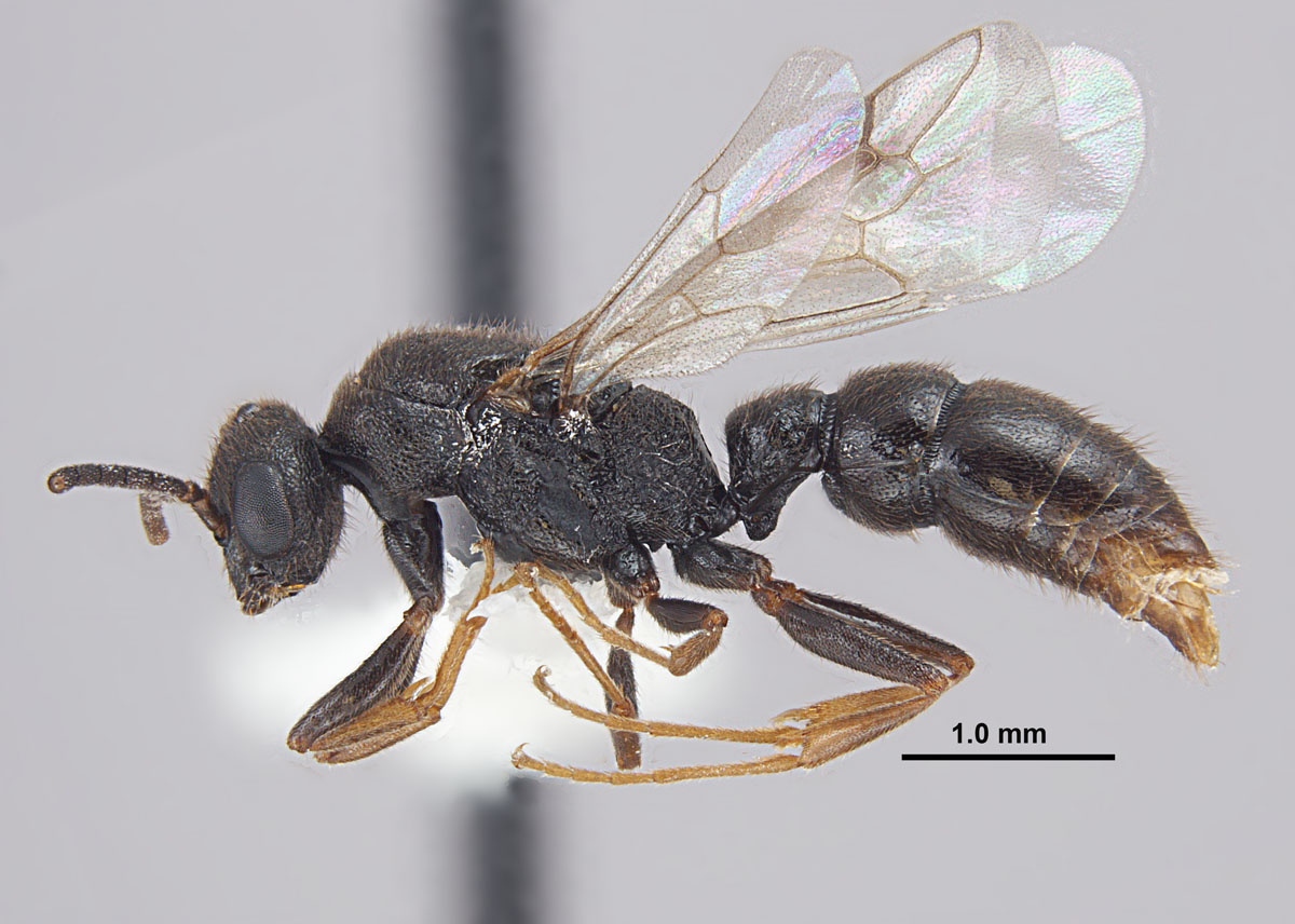 Stigmatomma pallipes males side Stigmatomma pallipes males side