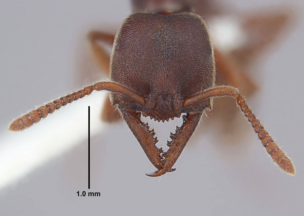 Stigmatomma pallipes worker head