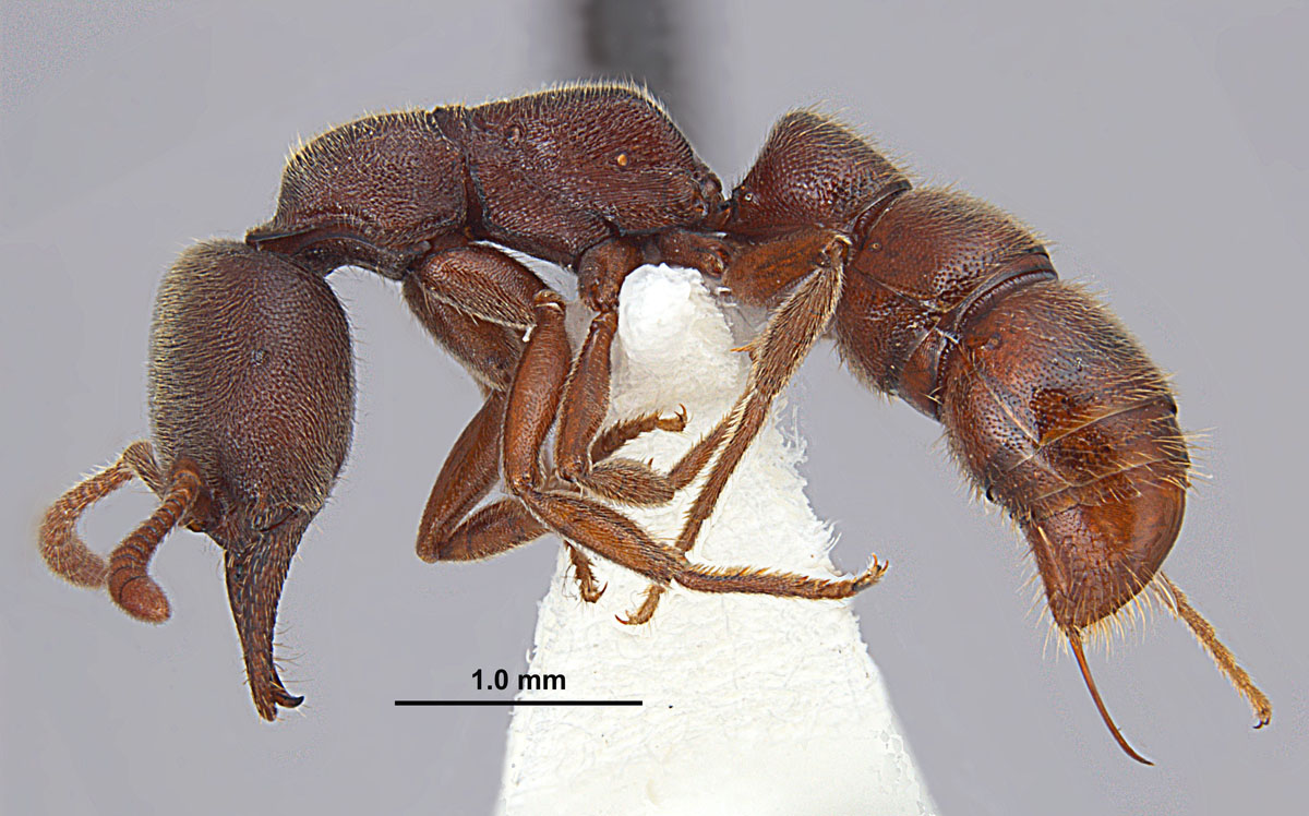 Stigamatomma pallipes worker side view