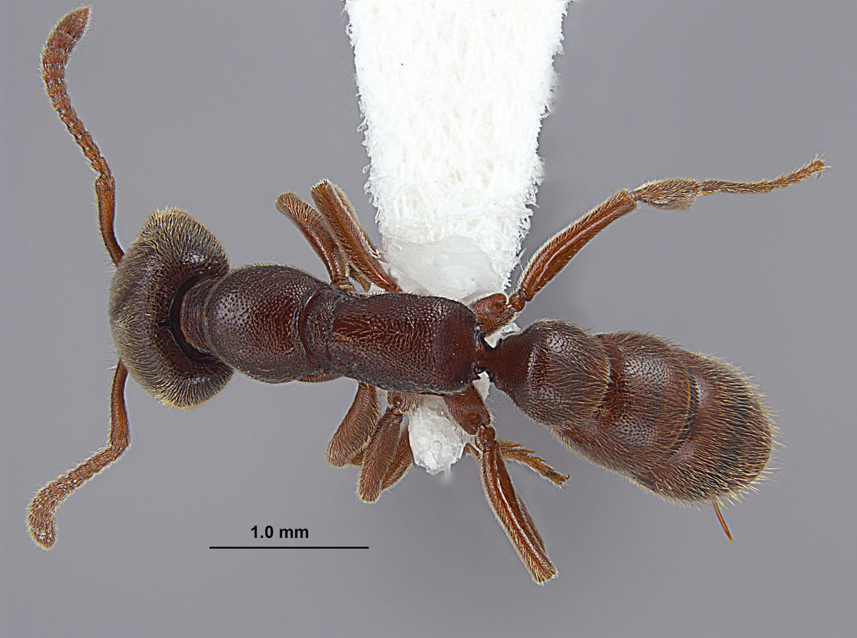 Stigmatomma pallipes worker top view Stigmatomma pallipes worker top view
