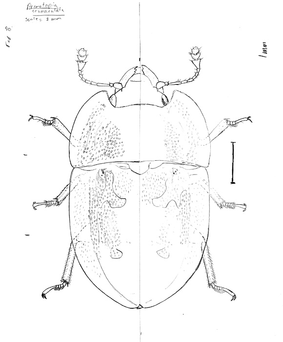 Scientific Illustration of Insects (according to Joe MacGown)