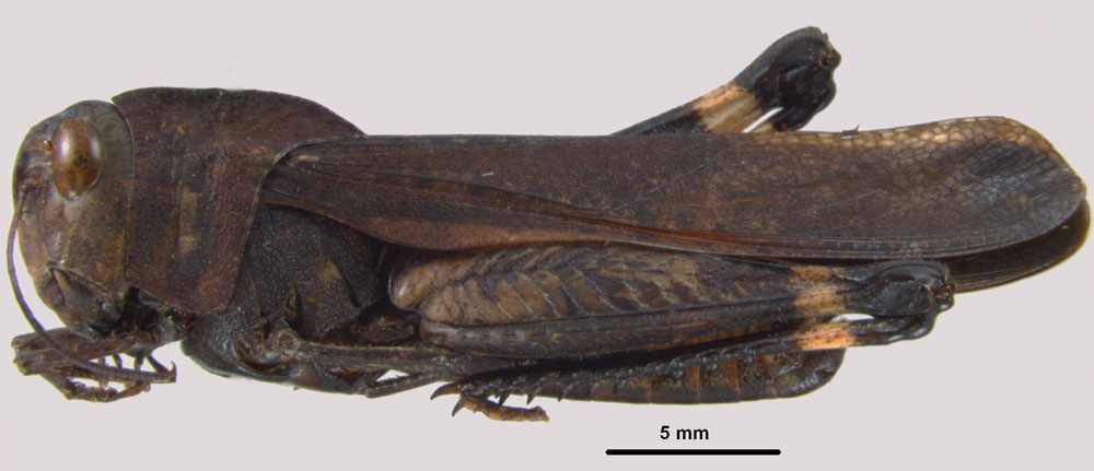 Arphia xanthoptera lateral