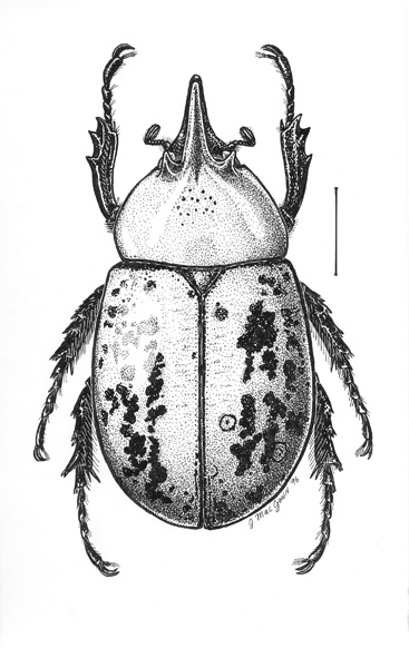 Examples Of Scarab Drawings By Joe Macgown