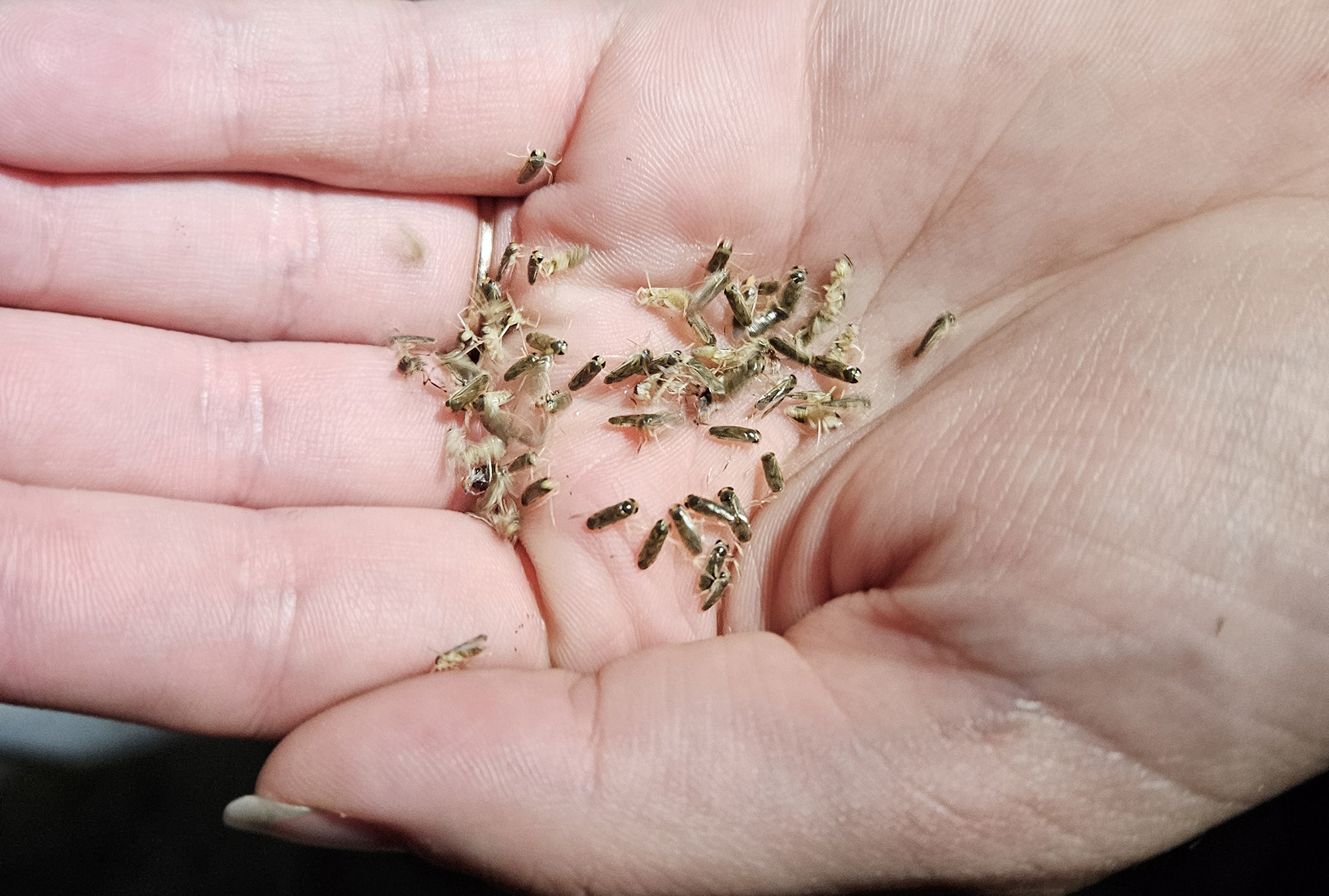 Corixids collected at sheet Corixids