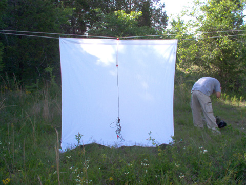 Light Traps  The Skeptical Moth