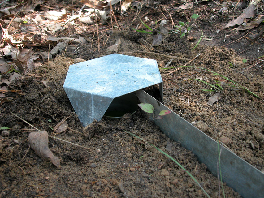 pitfall traps in rain